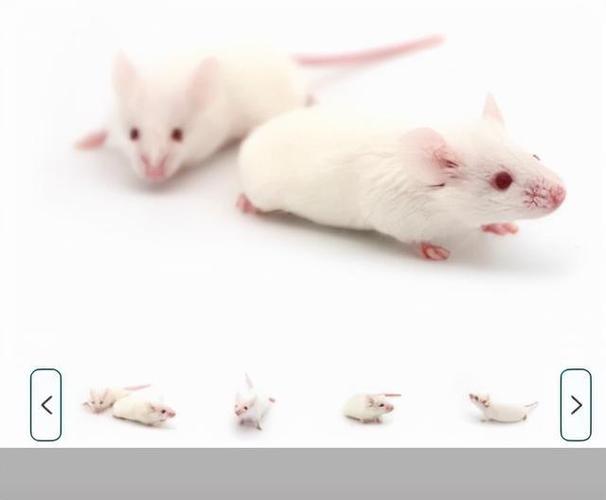 生物科技股份(以下简称"集萃药康")的过会,以实验室小鼠研发